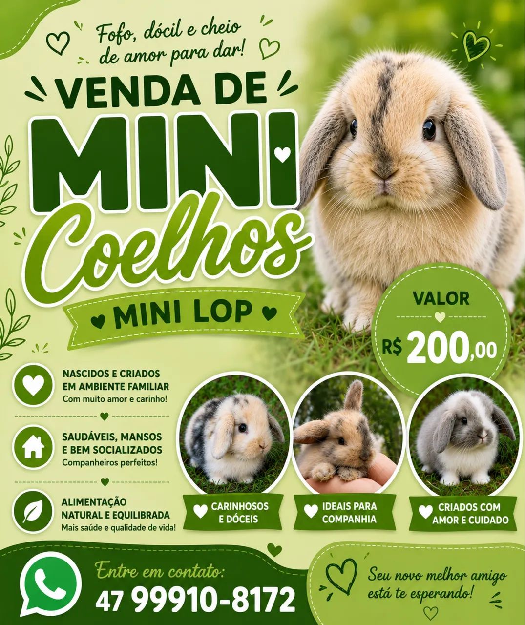 Mini coelhos Lop
