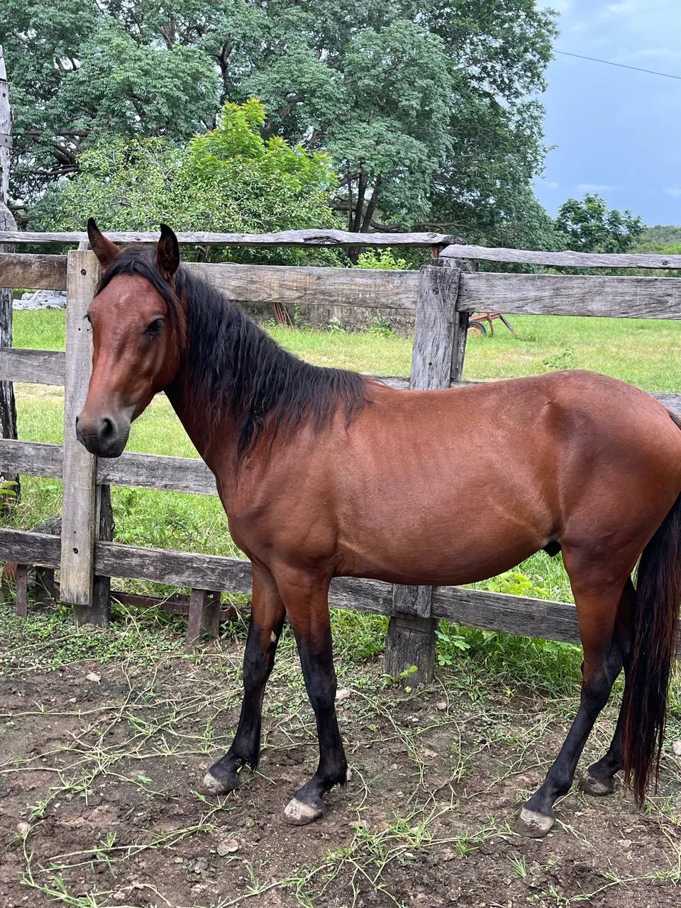 Potro mangalarga maechador - Foto 2