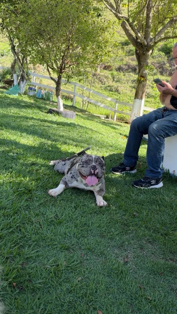 AMERICAN BULLY 