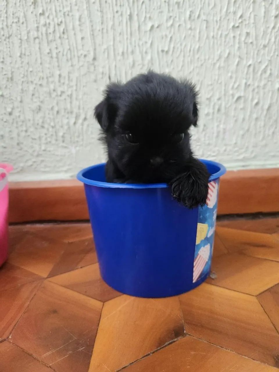Filhotes shihtzu MACHOS e FÊMEAS  - Foto 4