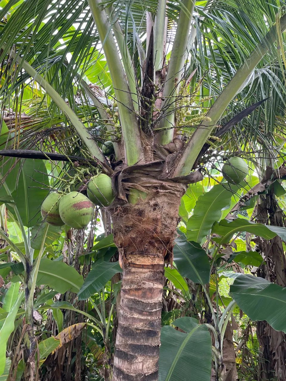 Sítio em Água Branca - Foto 4