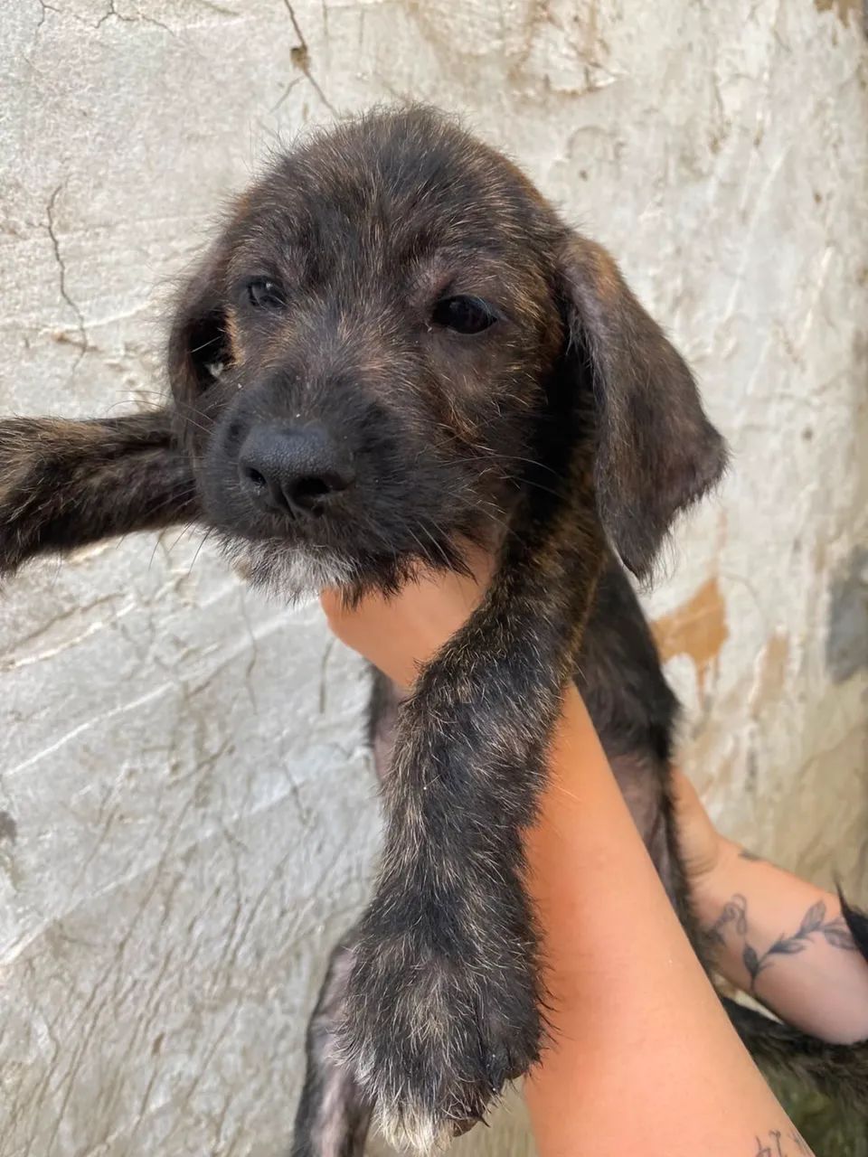cachorros para adoção ! - Foto 3