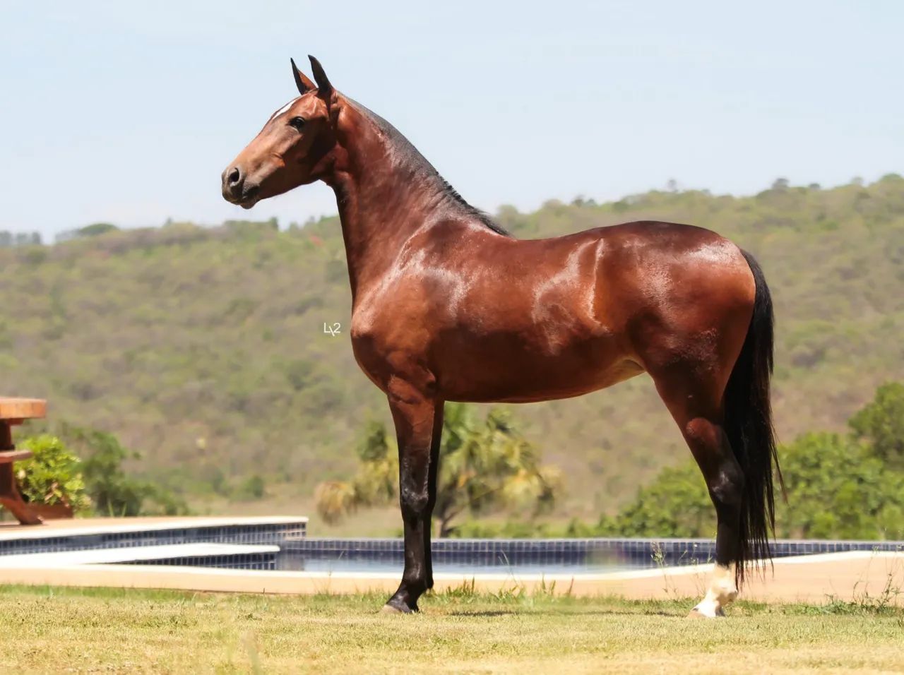 Potro Mangalarga Marchador - Registrado - Foto 4