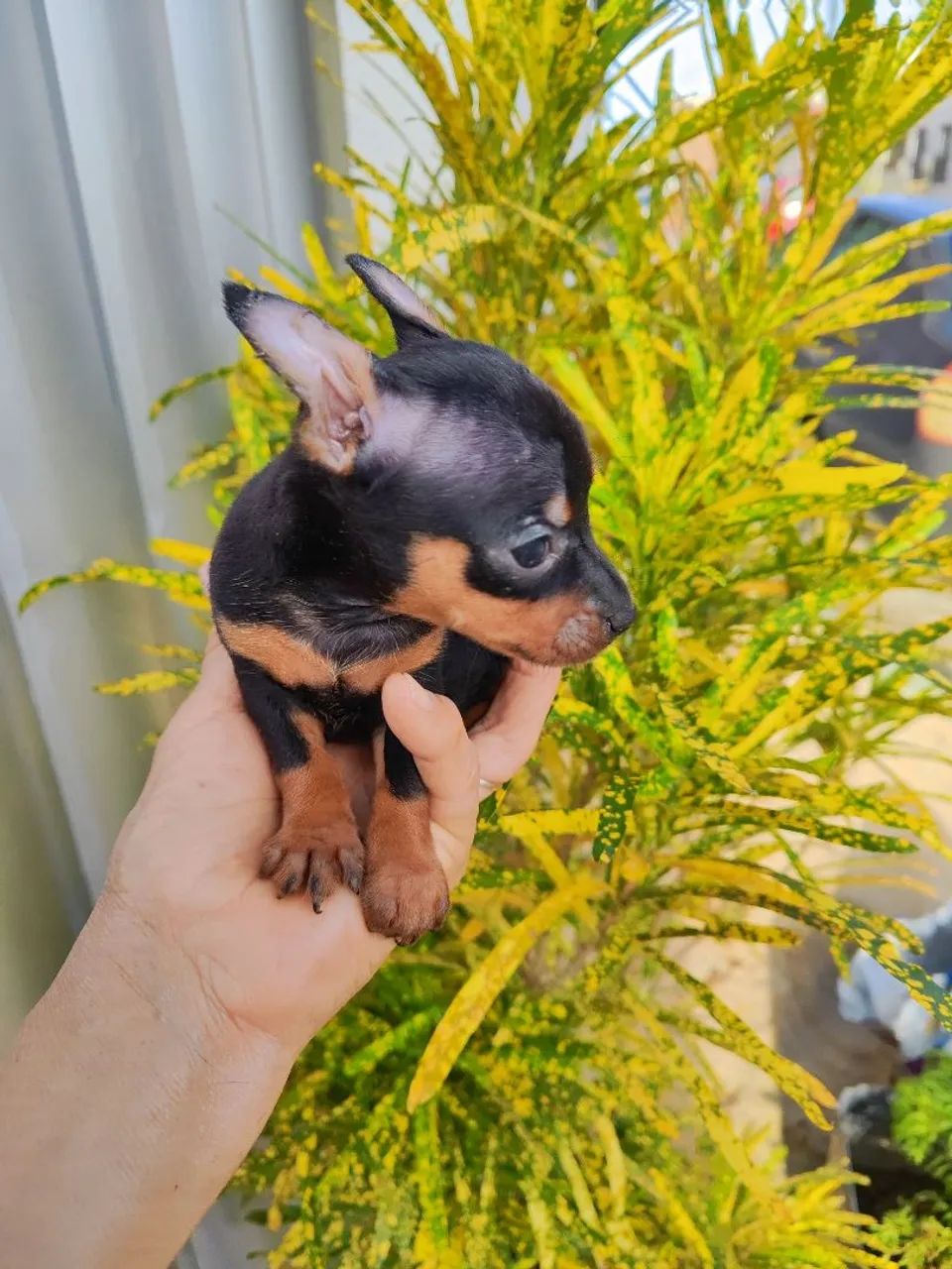 Pinscher  - Foto 2