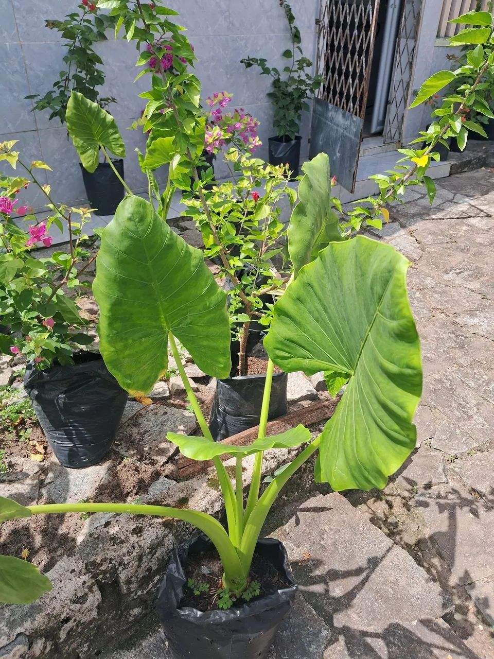 Jardim 