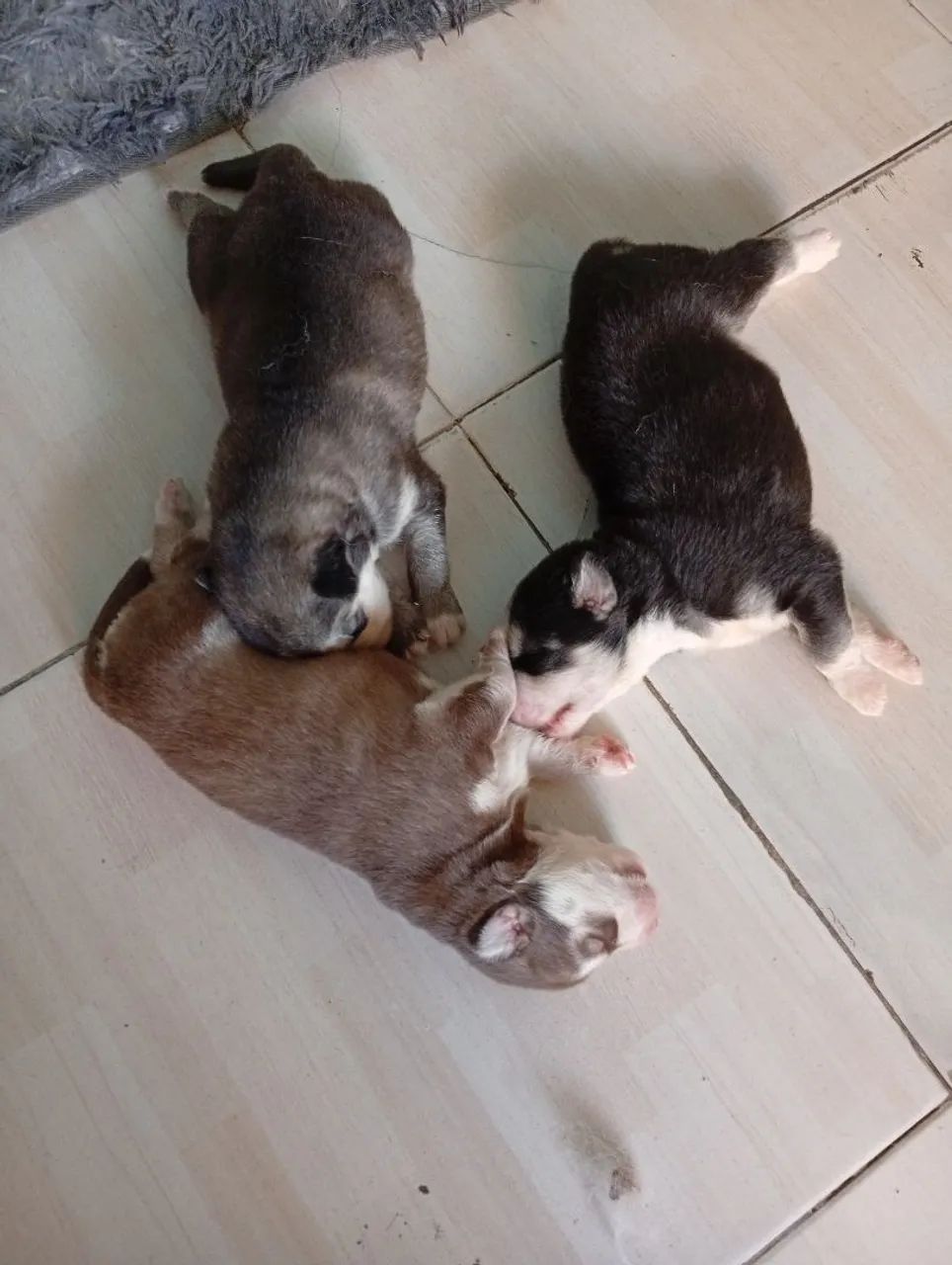 Husky siberiano top dos tops  - Foto 2