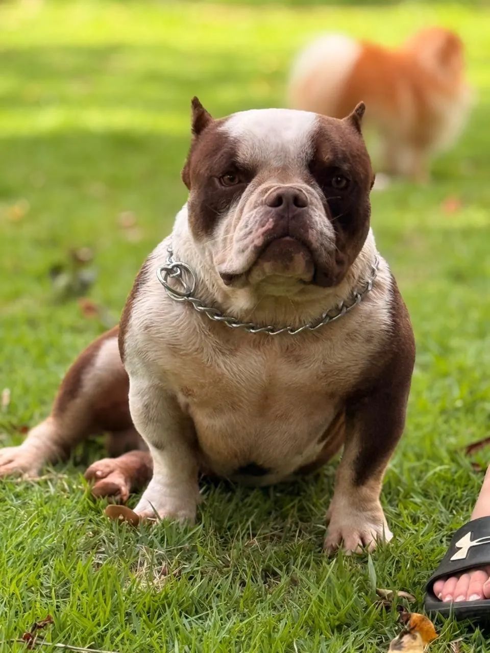 Doação American Bully  - Foto 2