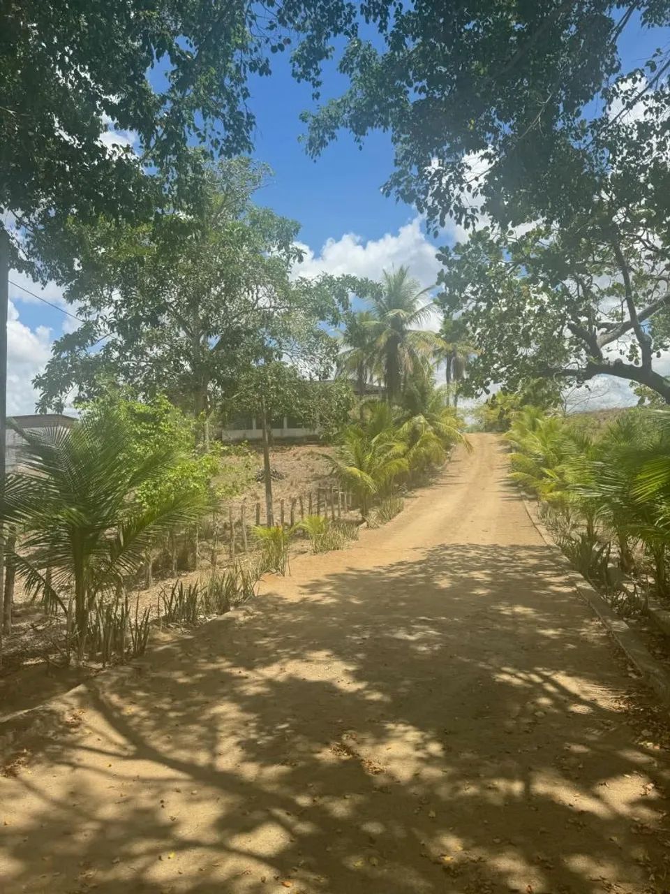 GRANJA A VENDA EM CARPINA  - Foto 4