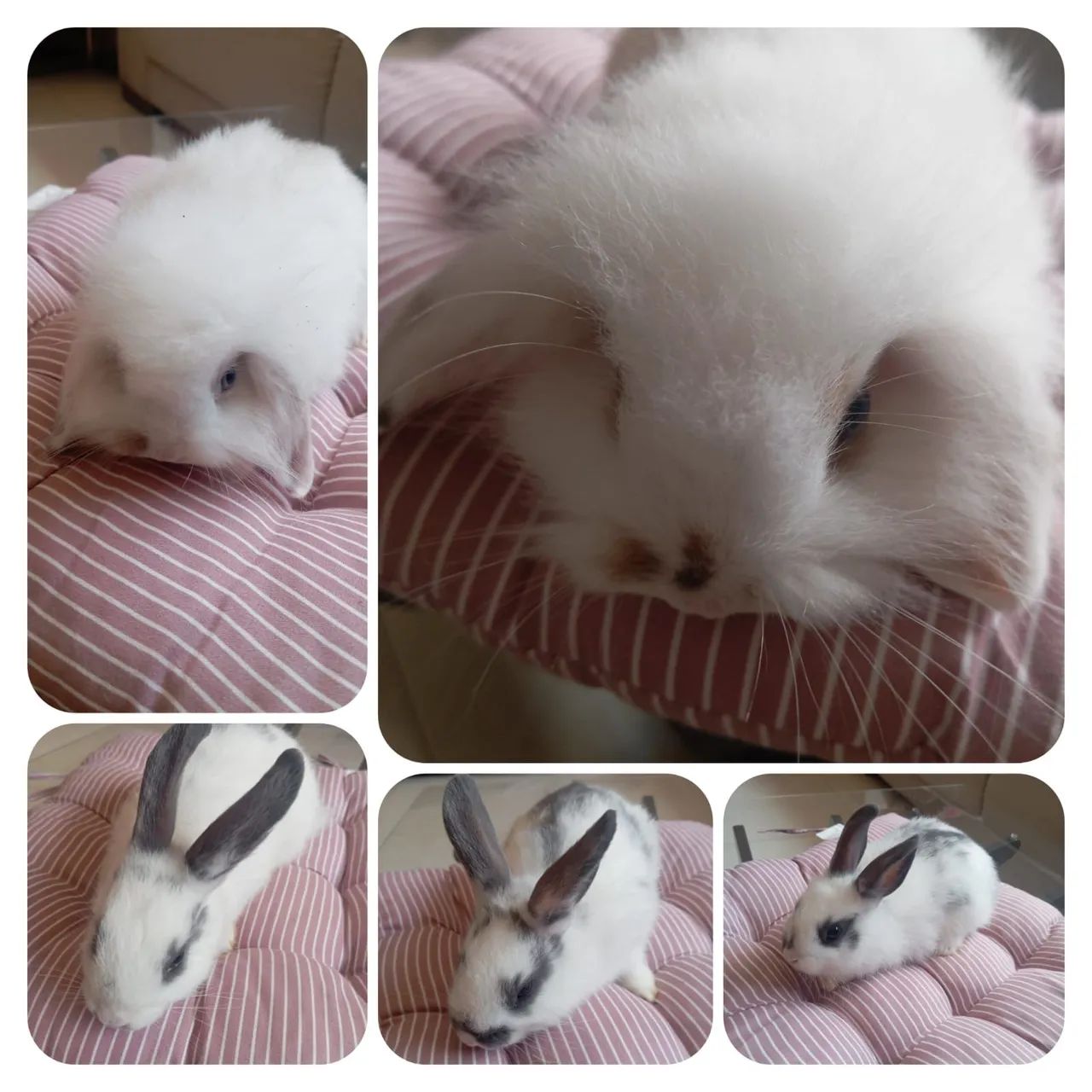 Lindos coelhinhos à venda 