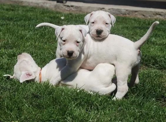 Dogo Argentino 