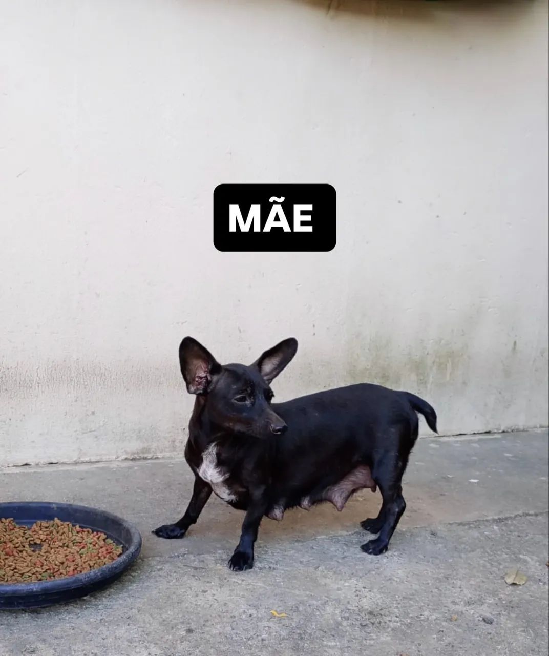 PINSCHER - Foto 5