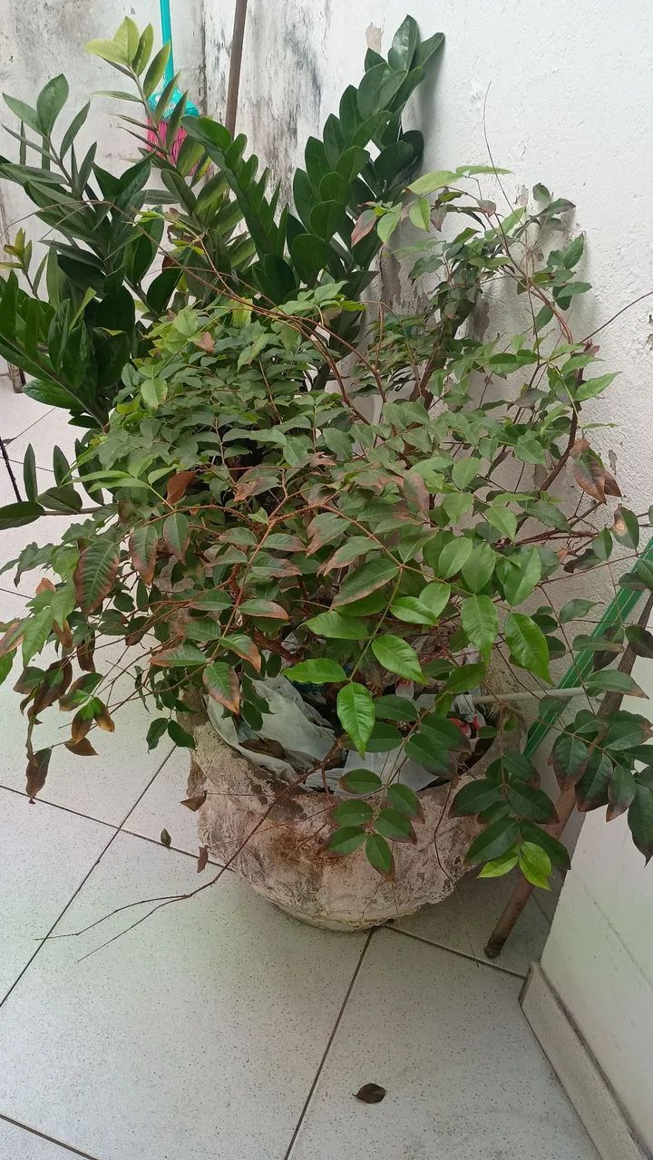 Vendo 2 vasos com plantas  - Foto 5