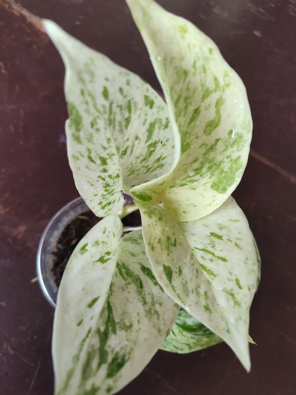 Plantas de sombra 