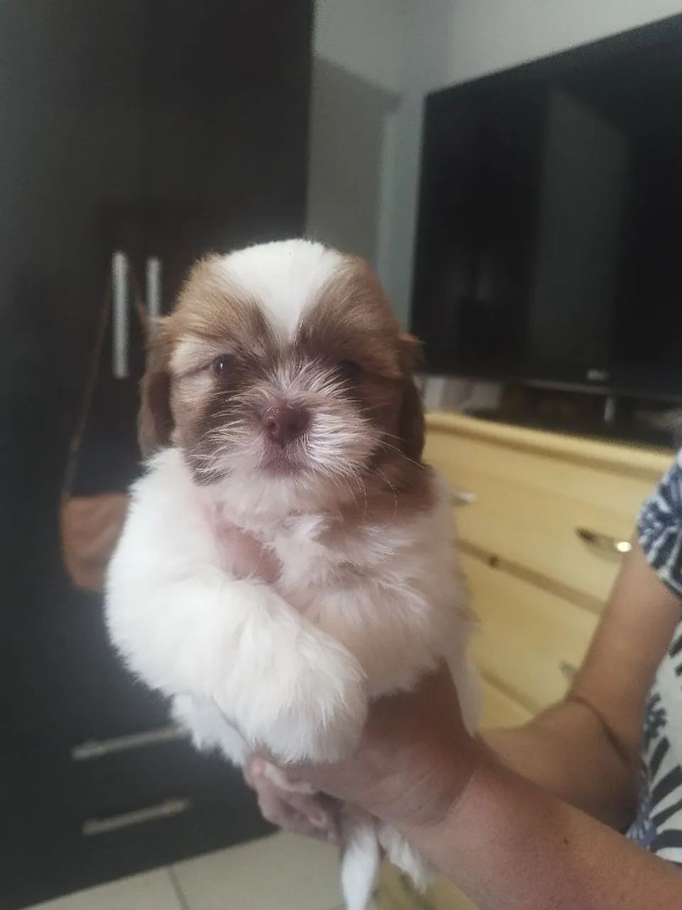 Shitzu machos  - Foto 2