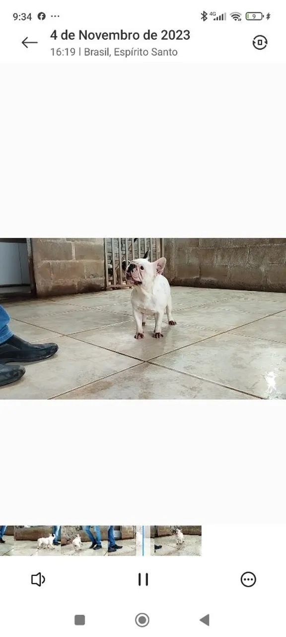 Buldogue francês  - Foto 3