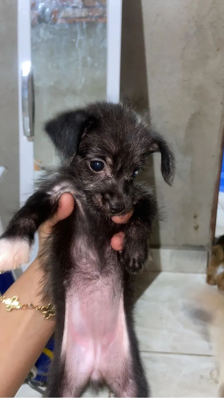 Vende-se filhote de mini toy com Pinscher O
