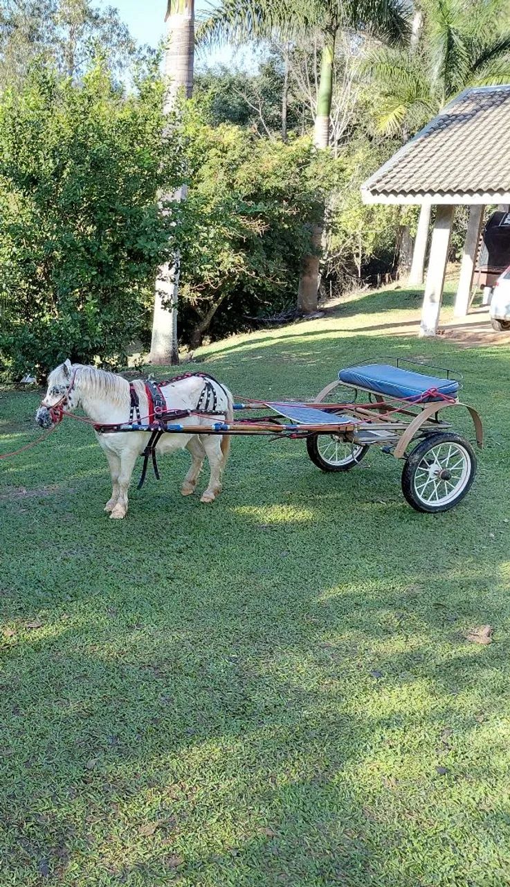  Pônei mini horse  - Foto 2