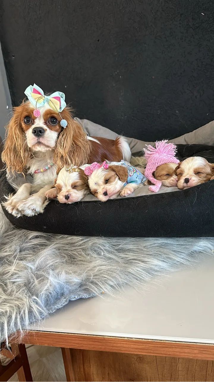 Cavalier king charles macho com pedigree Cbkc - Foto 5