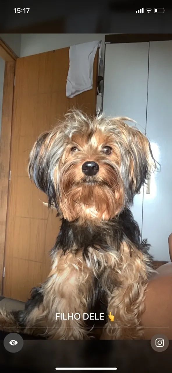 Yorkshire terrier macho  - Foto 4