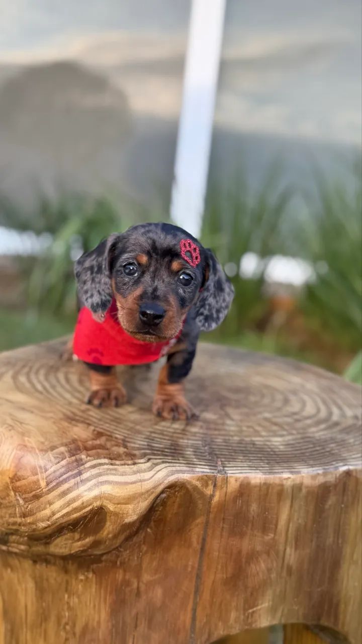 Dachshund Arlequim Prata - Foto 3