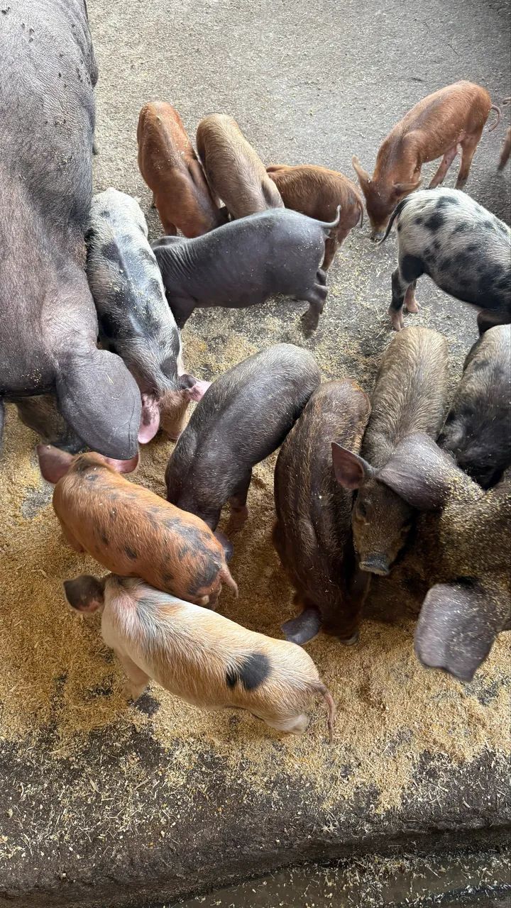 Leitões e Leitoas a partir de 170,00 - Foto 3