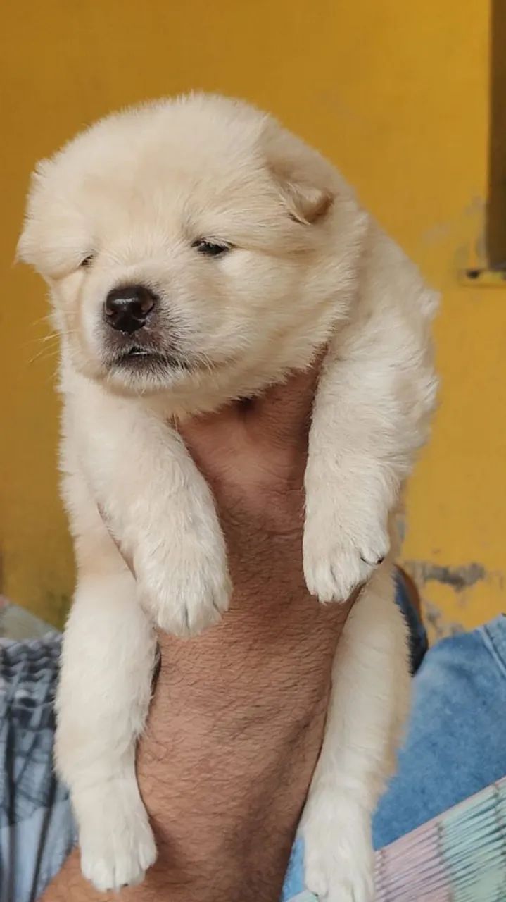 Cachorro  - Foto 3