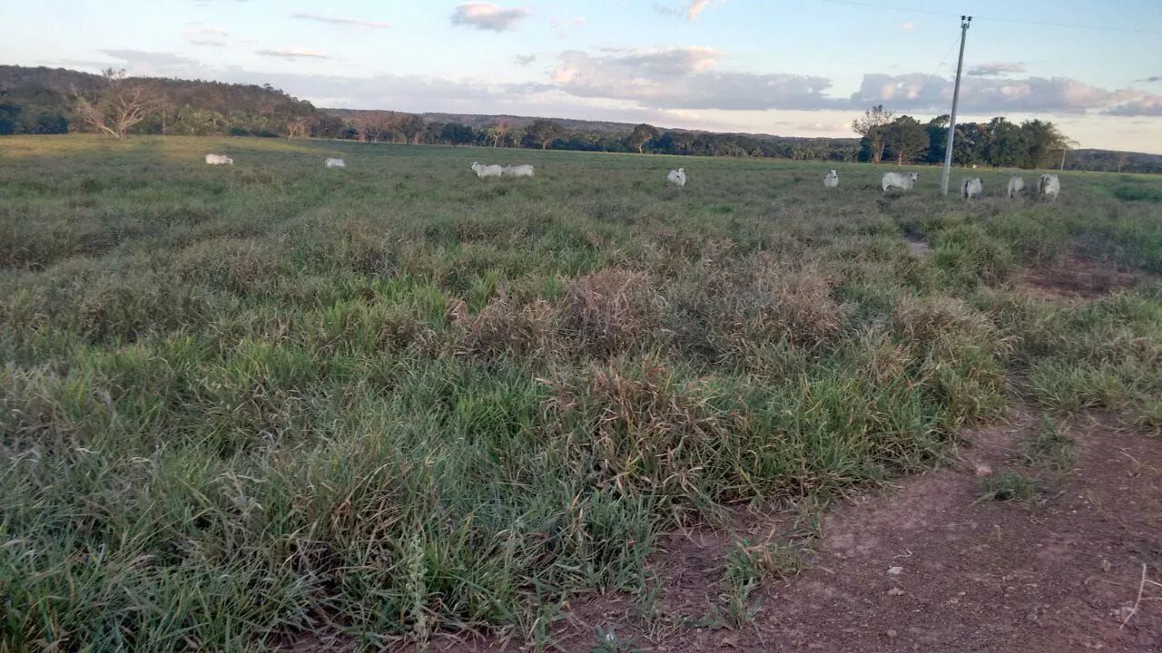 Fazenda em goiatins - Foto 3