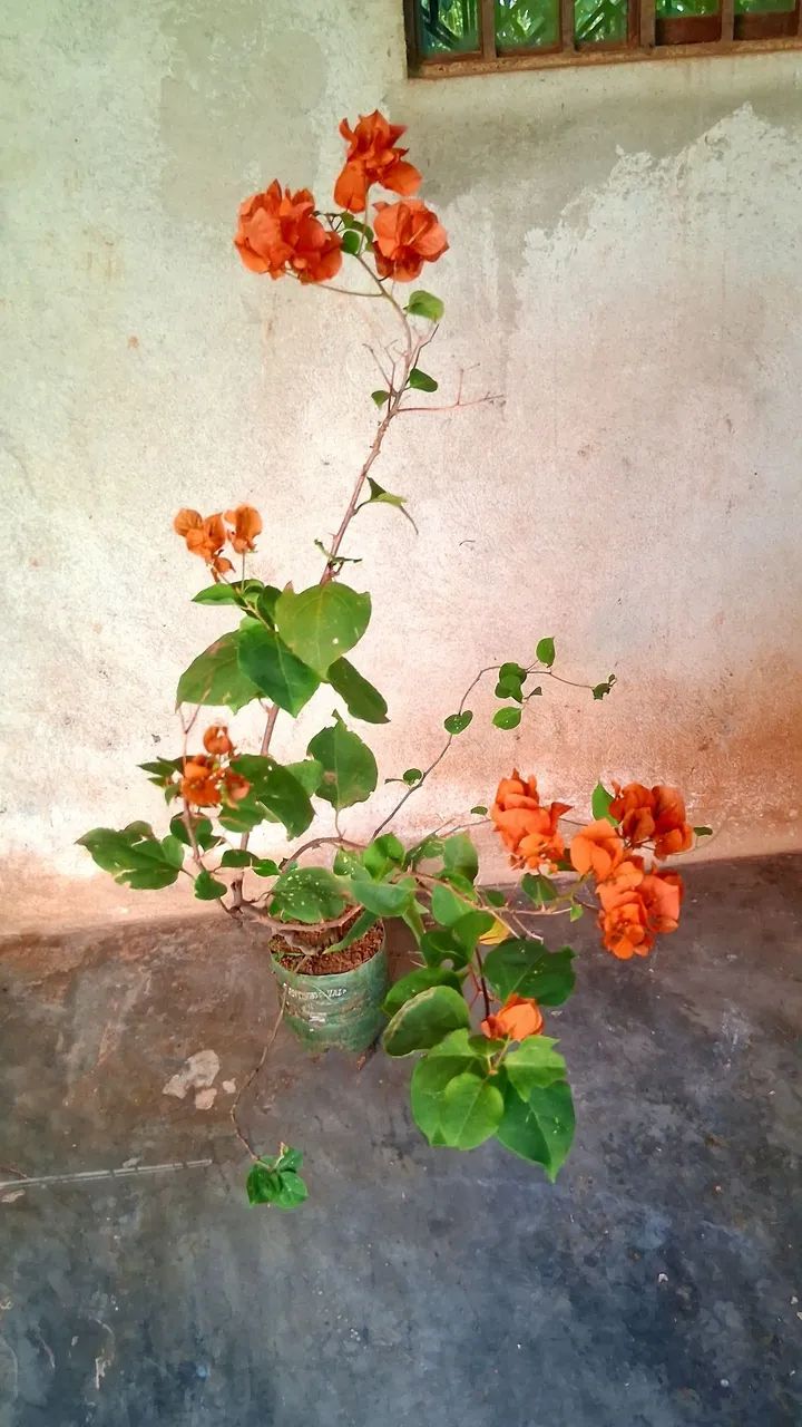 Primavera cor laranja  - Foto 2