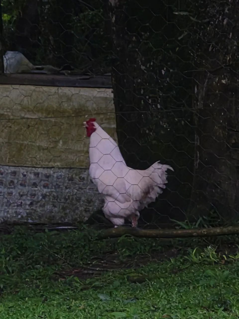 Frango brahma  - Foto 5