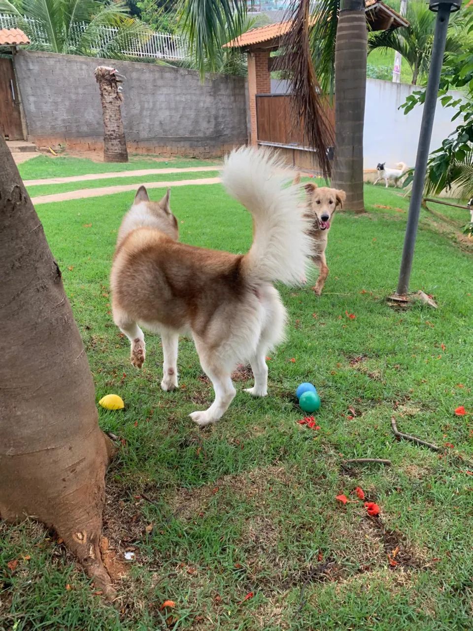 Husky siberiano macho para cruza 