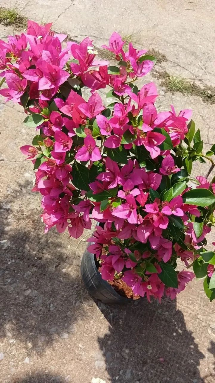 Bougavillea