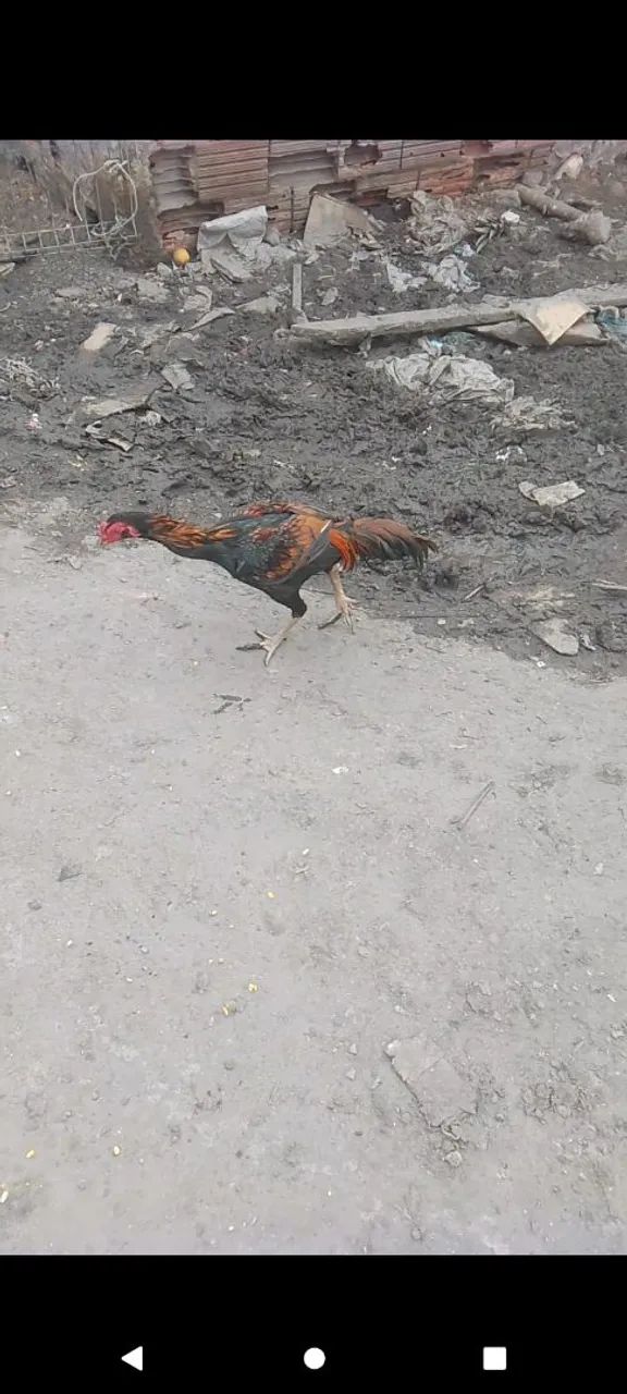 Frango marron lindo de raça  - Foto 3