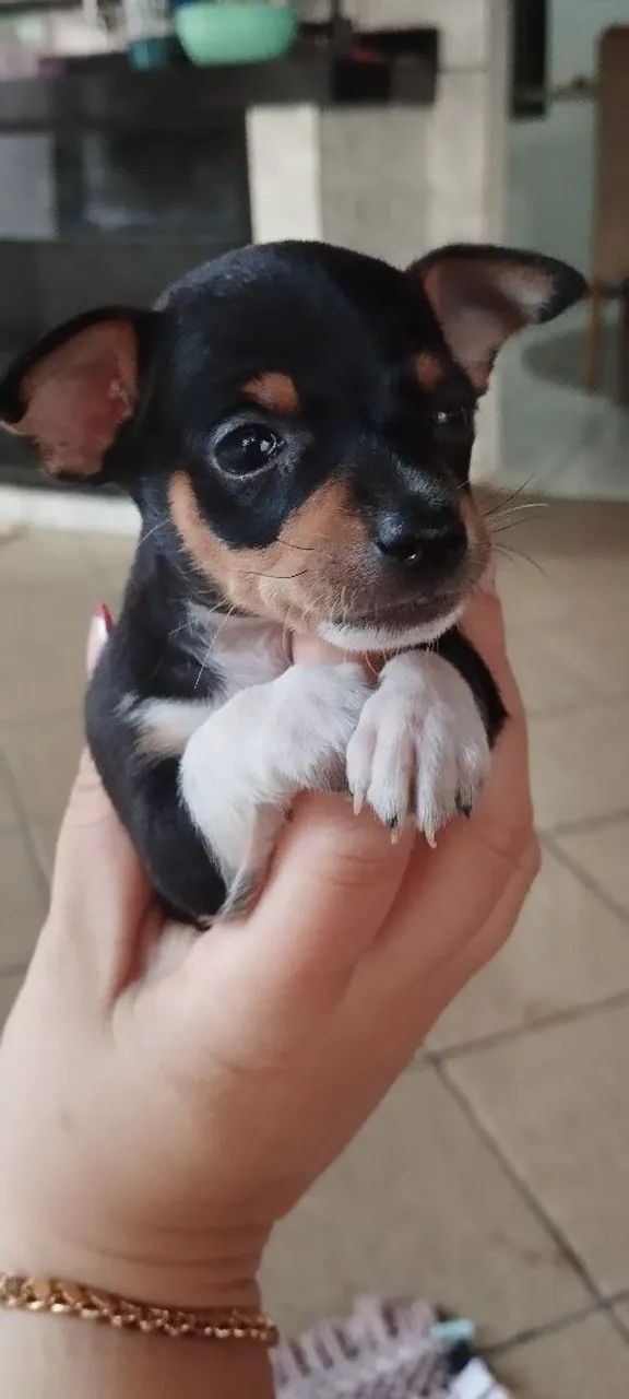Venda de pinscher  - Foto 3