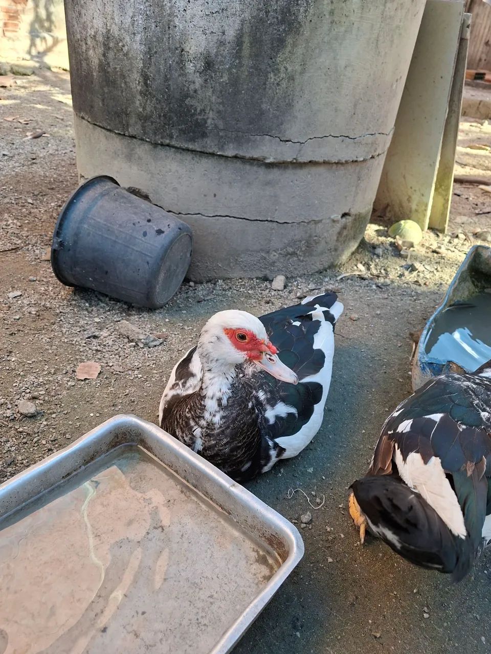 Vendo patos - Foto 4