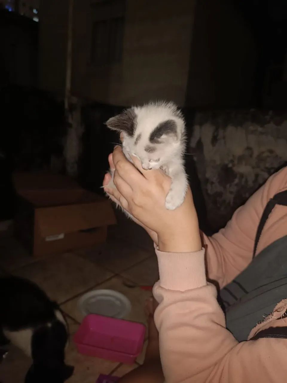 Doação de Gatos  - Foto 2