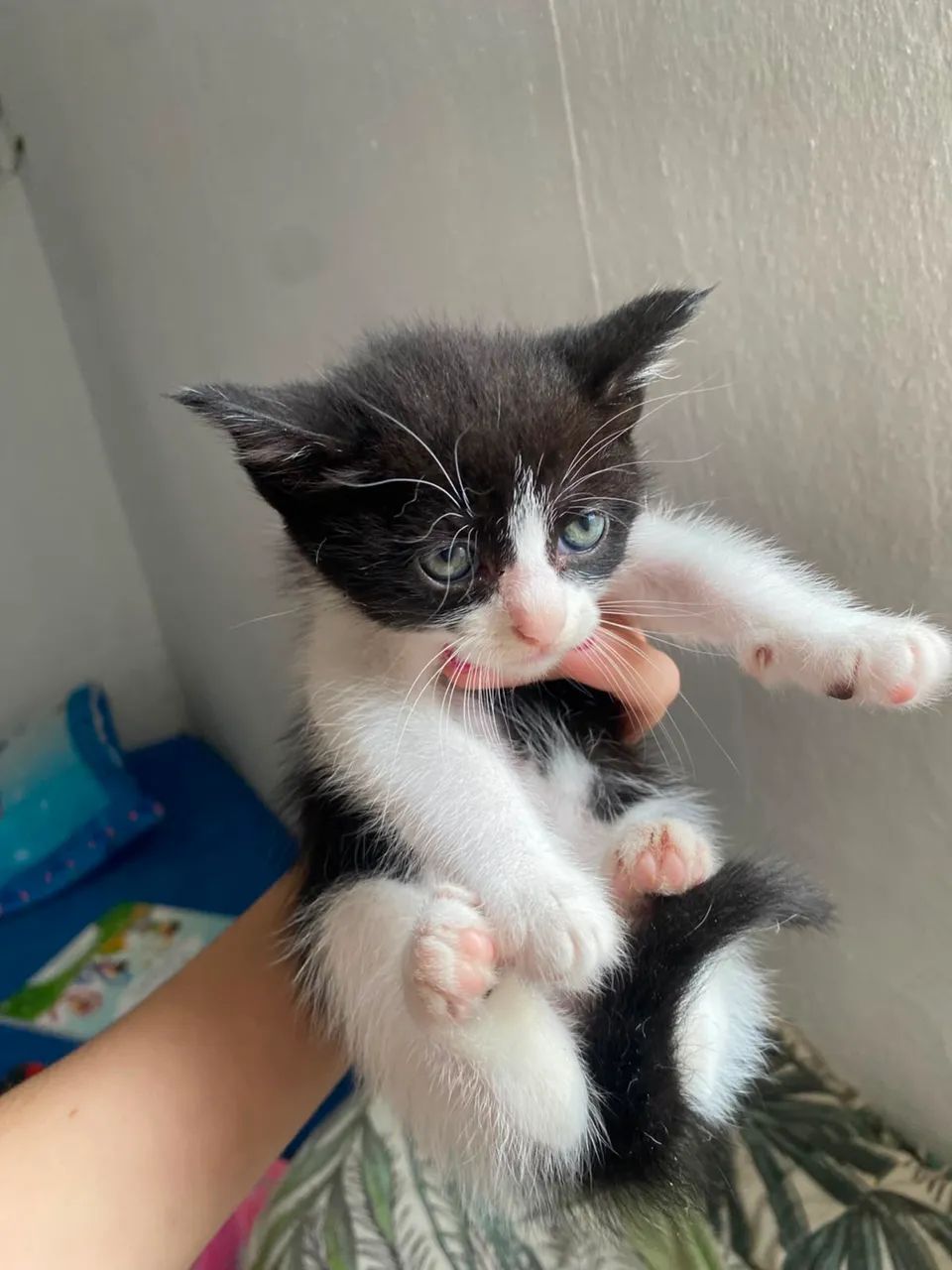 Gatinhos para doação  - Foto 3