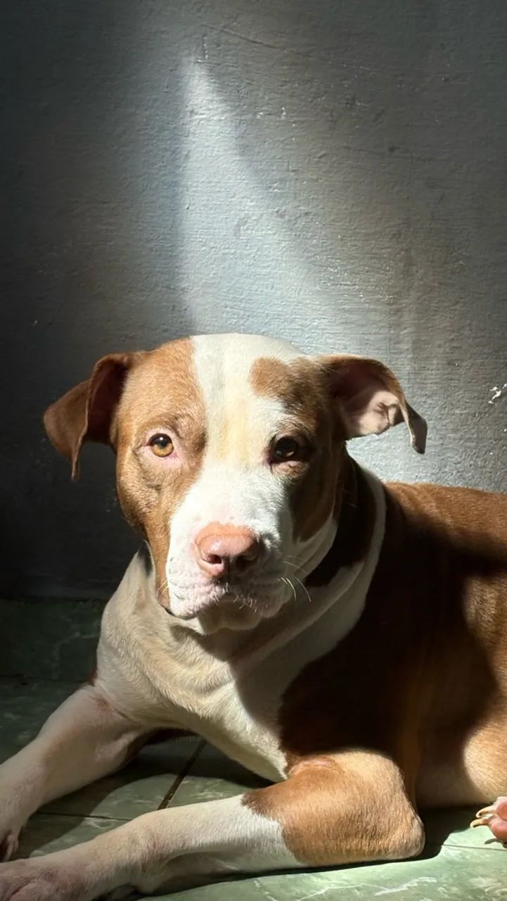 Doação de pet  - Foto 2