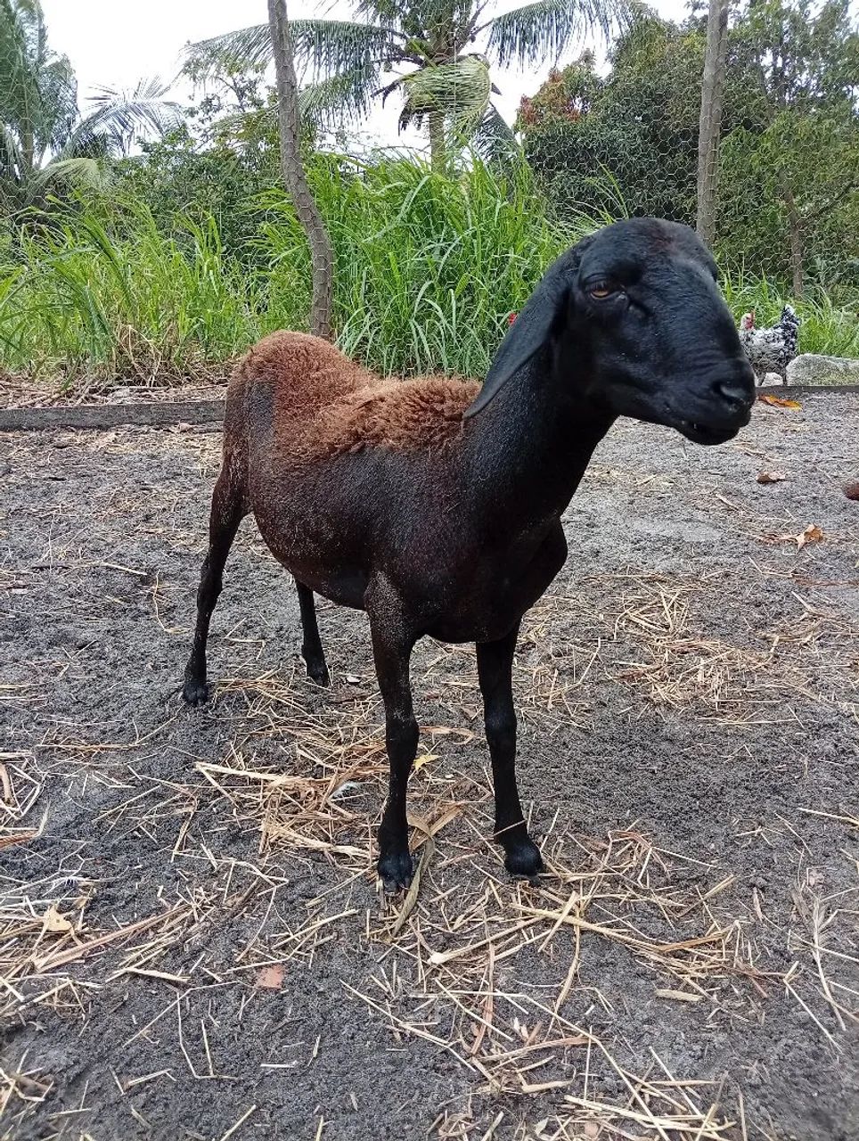 Borrego Santa Inês  - Foto 2