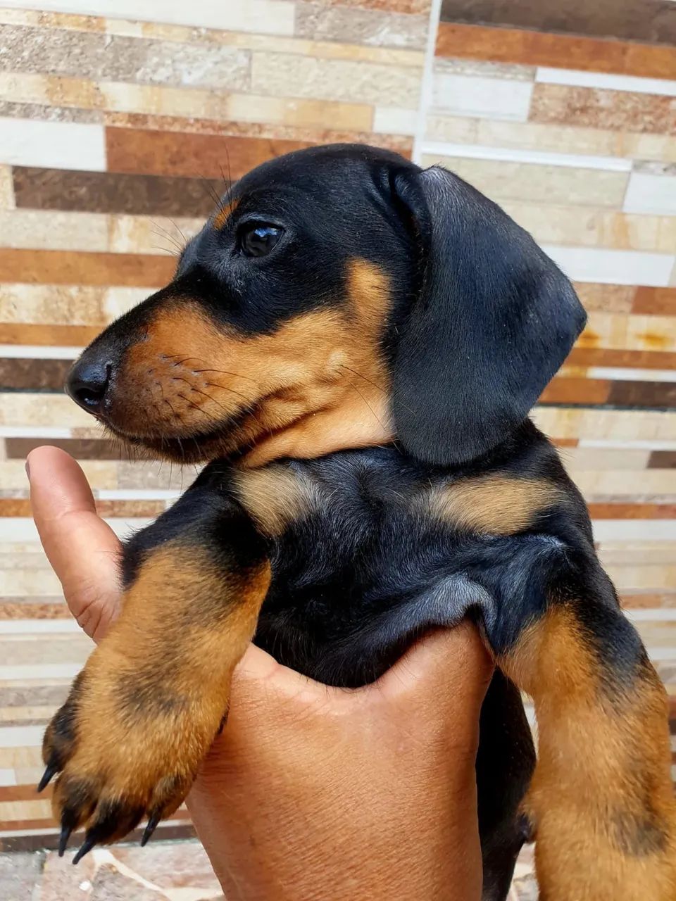 Cachorro salsicha (Dachshund) - Foto 4