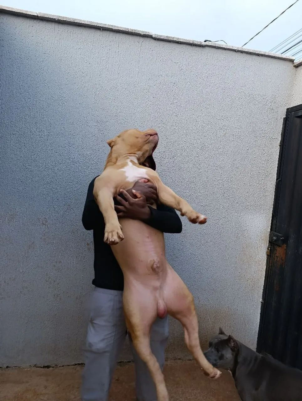 Pit Monster com pedigree.Super dócil e brincalhão.. - Foto 4