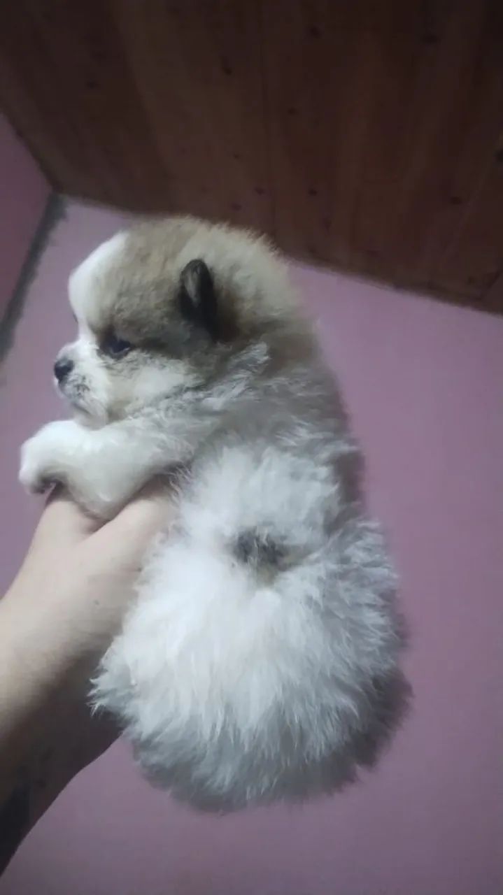 Spitz Alemão Anão  - Foto 2