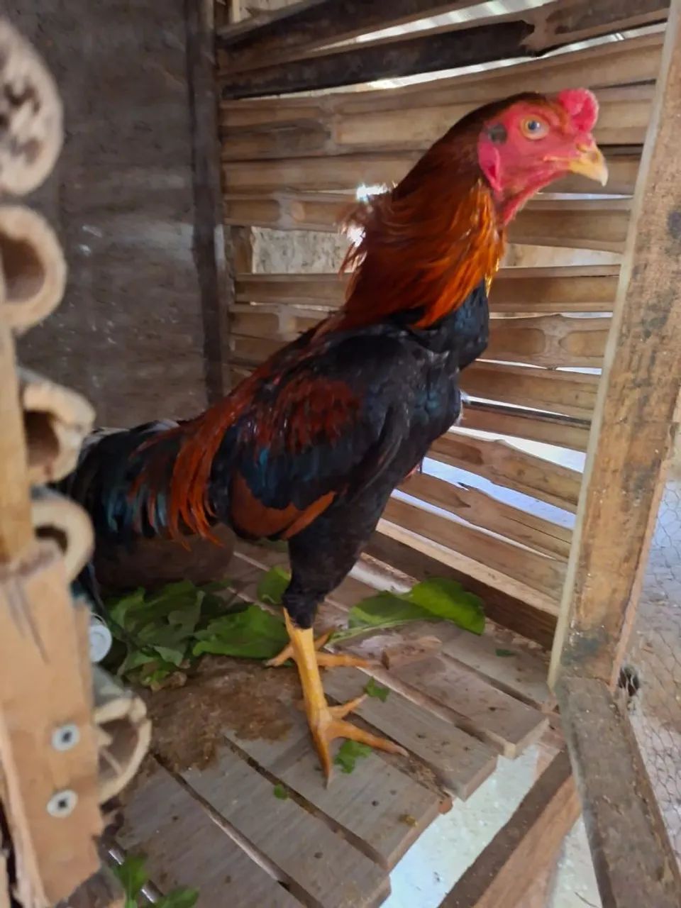 Galo indio