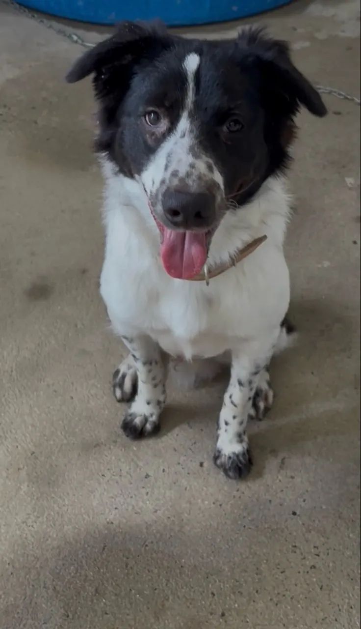 Doação de cachorro  - Foto 2