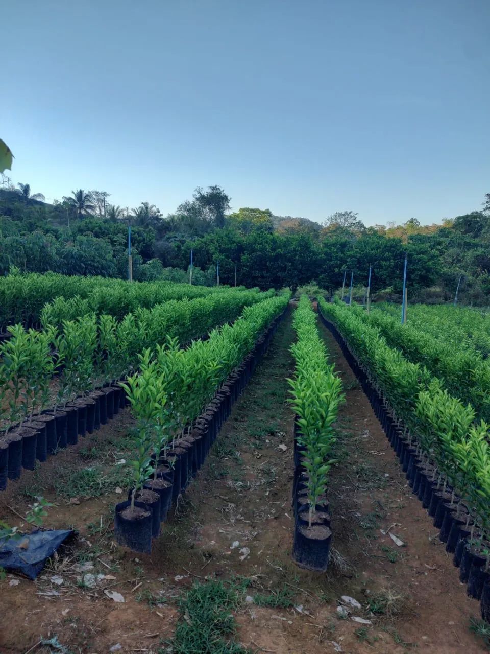 Mudas de Laranja de Alta Qualidade  - Foto 3
