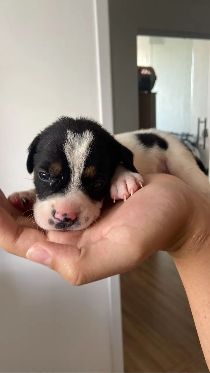 Adoção Responsável  - Foto 4