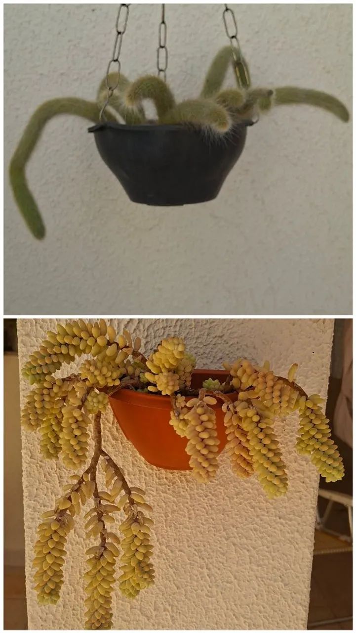 Coleção suculentas e cactos  - Foto 2