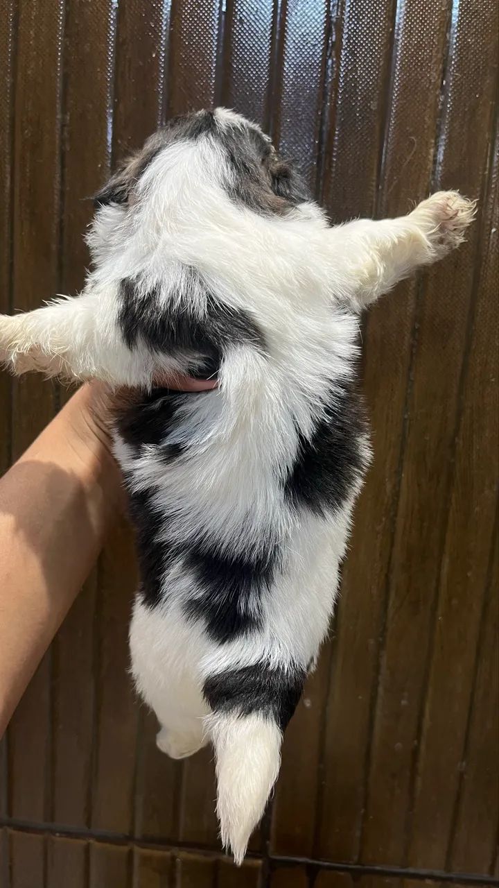 Cachorros Shi Tzu  - Foto 3