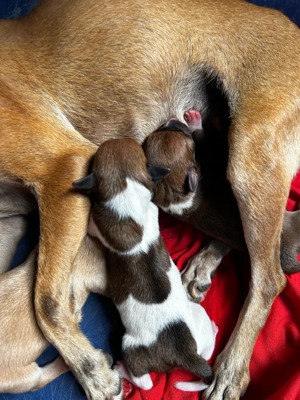 Pinscher 1 - Foto 2