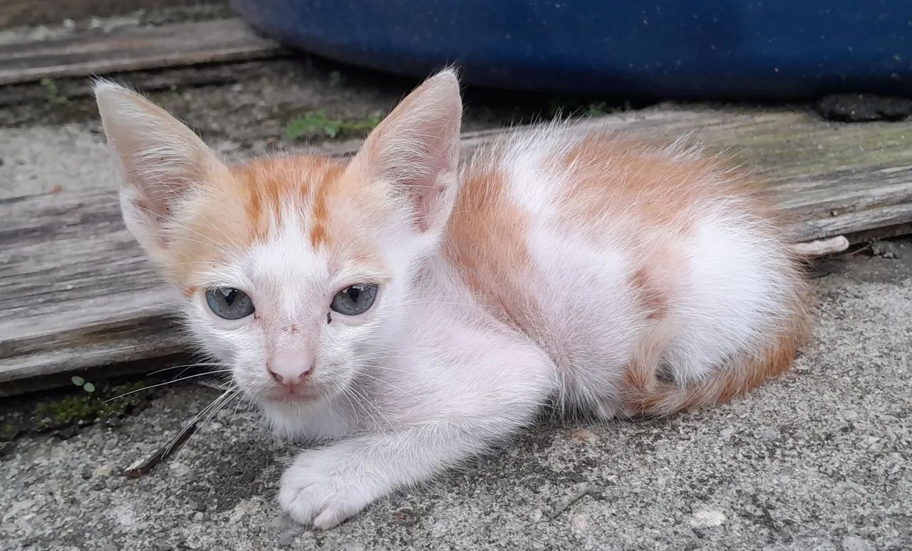 Gato para doação
