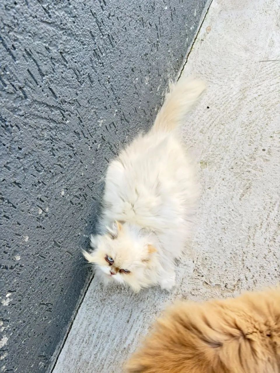 Vendo gata persa, NÃO É CASTRADA - Foto 3